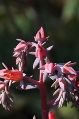Gibbiflorae