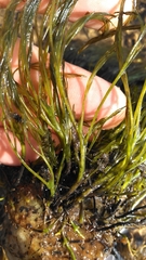 Podostemum ceratophyllum