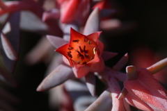 Gibbiflorae