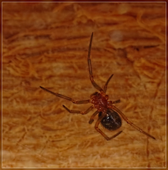 Cryptachaea veruculata