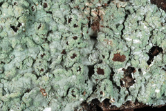 Heterodermia albicans