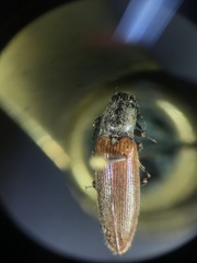 Hemicrepidius decoloratus