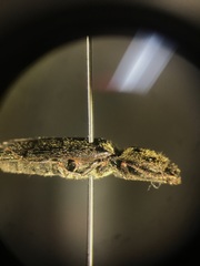 Hemicrepidius hemipodus