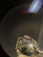 Hemicrepidius decoloratus