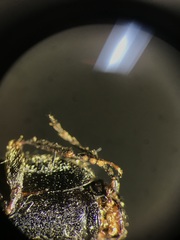 Hemicrepidius hemipodus