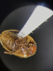 Prionocyphon limbatus