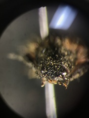 Hemicrepidius decoloratus