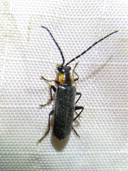 Rhagonycha lineola