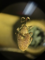 Curculio caryae