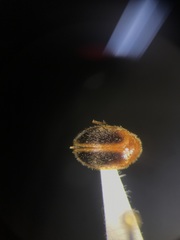 Prionocyphon limbatus