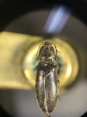 Hemicrepidius hemipodus