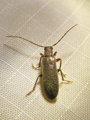 Sparedrus aspersus