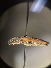 Hemicrepidius decoloratus