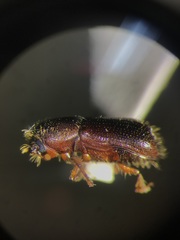 Dryocoetes betulae