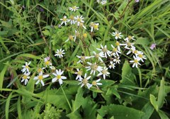 Aster scaber