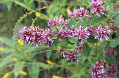 Lespedeza cyrtobotrya