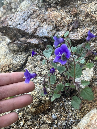 Wild canterbury bells (Phacelia minor)