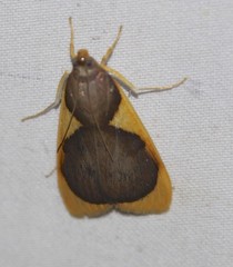 Prooedema inscisalis