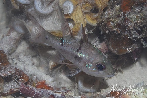 Pristicon rhodopterus observed 2025-09-18