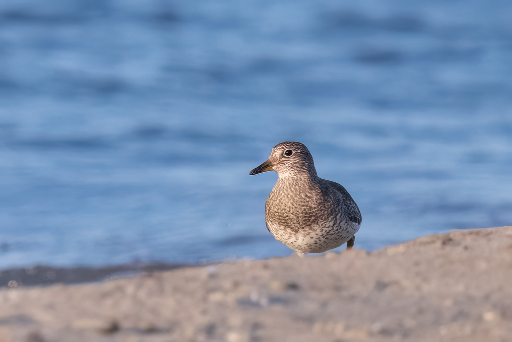 Surfbird