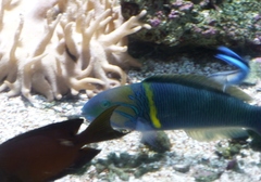 Thalassoma hebraicum