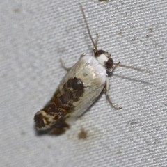 Acontia nivipicta