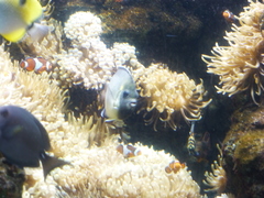 Apolemichthys xanthurus