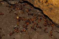 Camponotus sansabeanus