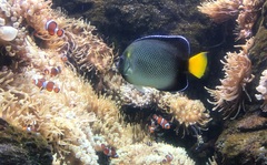 Apolemichthys xanthurus