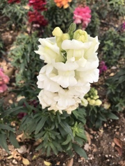 Antirrhinum majus