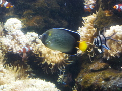 Apolemichthys xanthurus