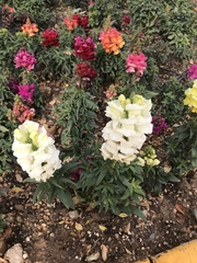 Antirrhinum majus