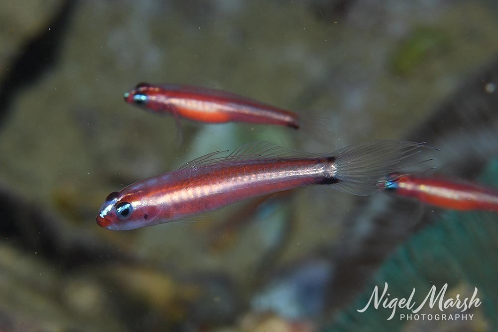 Doublebar Goby
