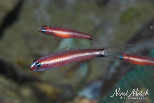 Twostripe Eviota