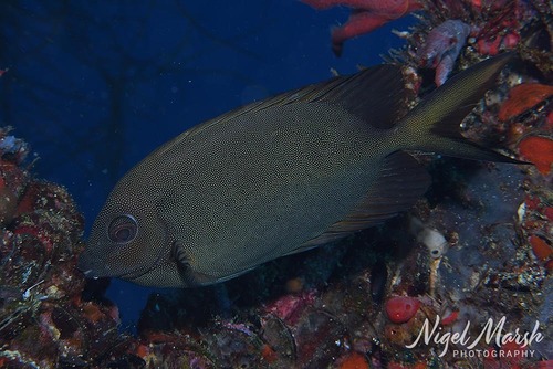 Siganus punctatissimus observed 2025-09-19