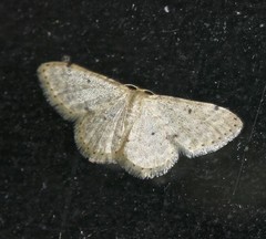 Idaea pilosata