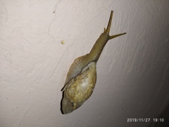 Plekocheilus aurissciuri