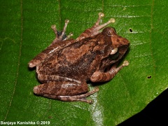 Pseudophilautus fulvus