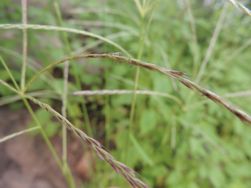 Leptochloa anisopoda