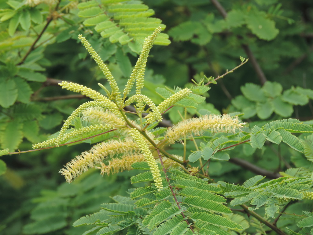 Piptadenia retusa