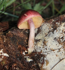 Gymnopilus subpurpuratus