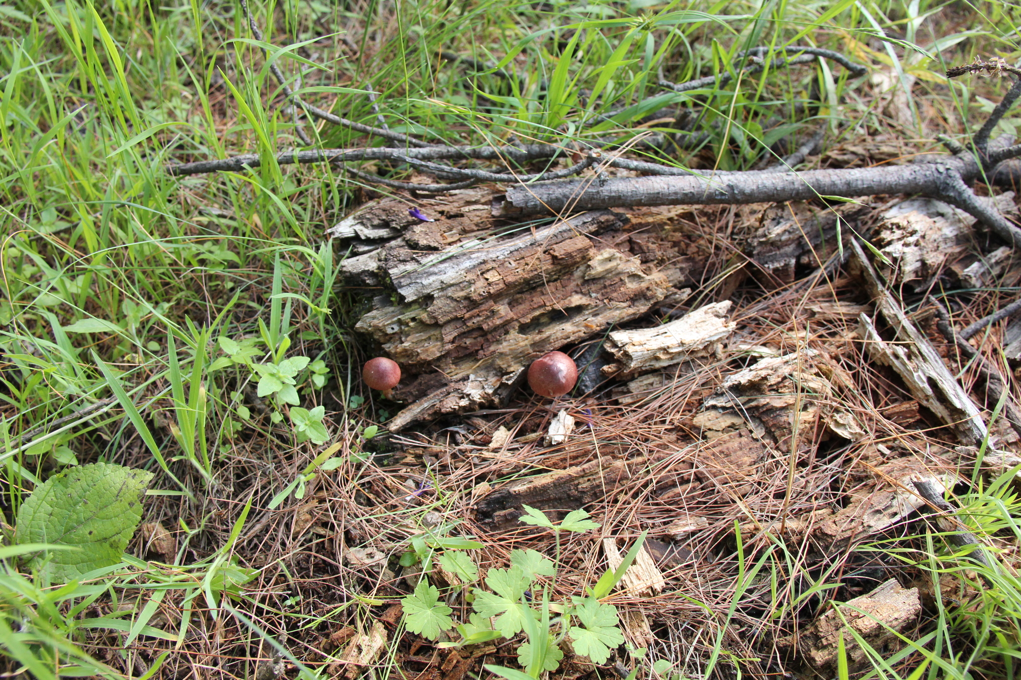 Gymnopilus subpurpuratus image