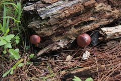 Gymnopilus subpurpuratus