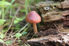 Gymnopilus subpurpuratus