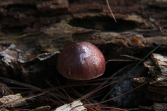 Gymnopilus subpurpuratus