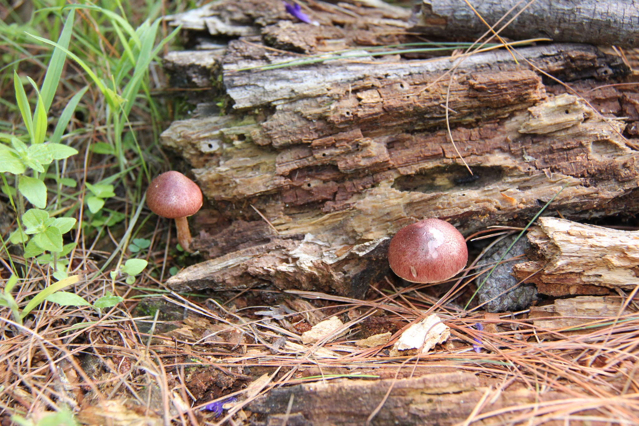 Gymnopilus subpurpuratus image