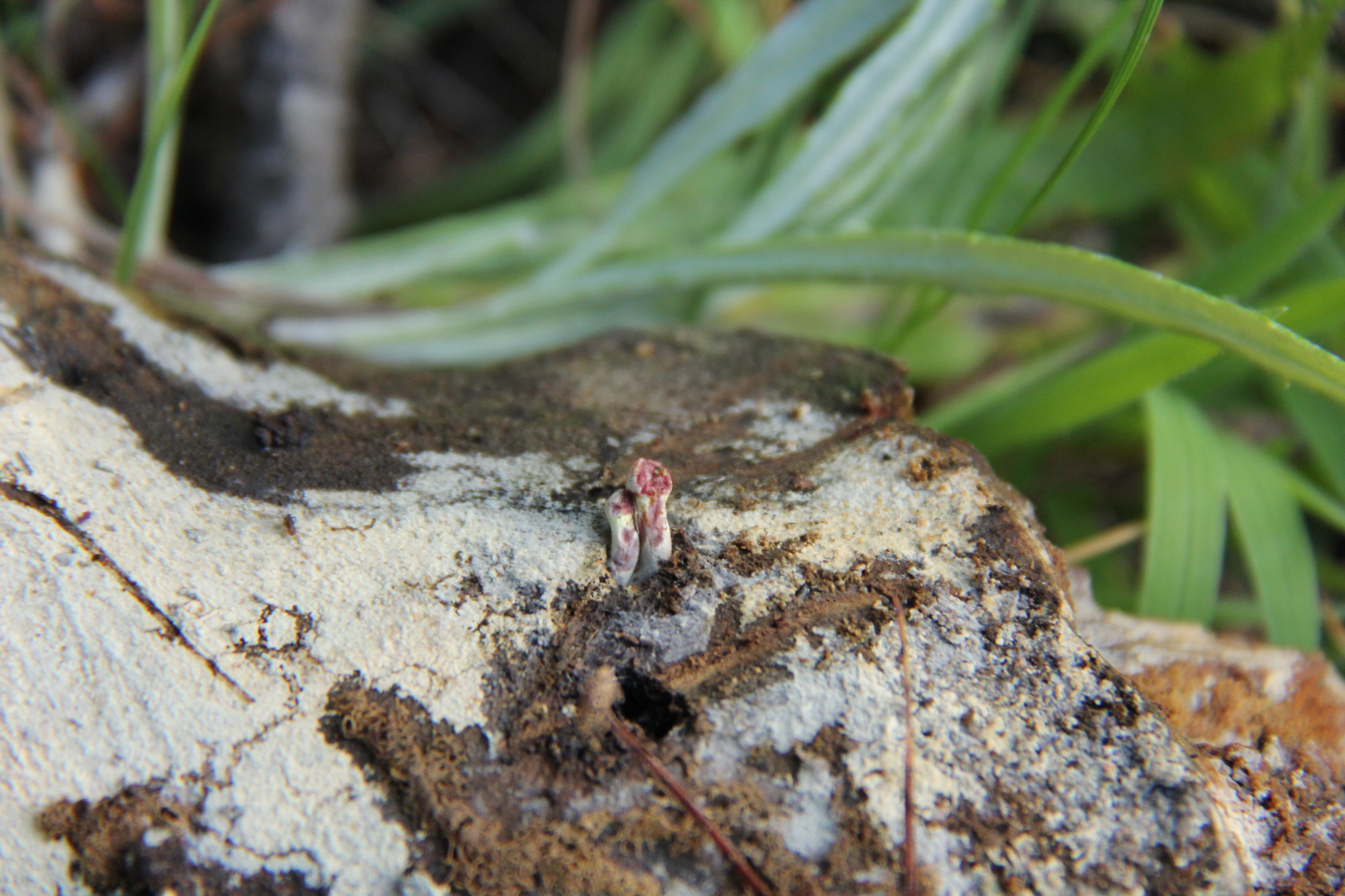 Gymnopilus subpurpuratus image