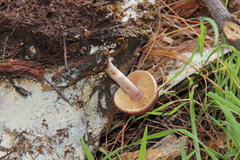 Gymnopilus subpurpuratus