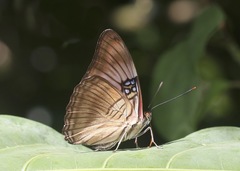 Adelpha mesentina