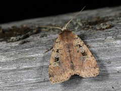 Diarsia jucunda